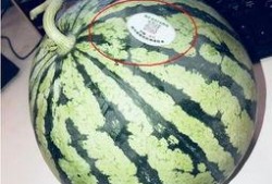 离石网红吃瓜,揭秘网络热点背后的故事