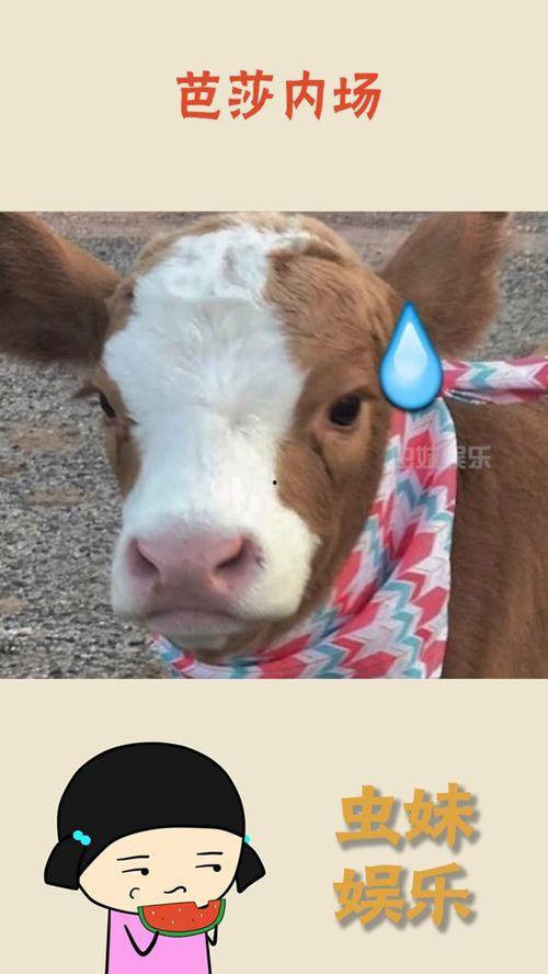 娱乐吃瓜酱音乐